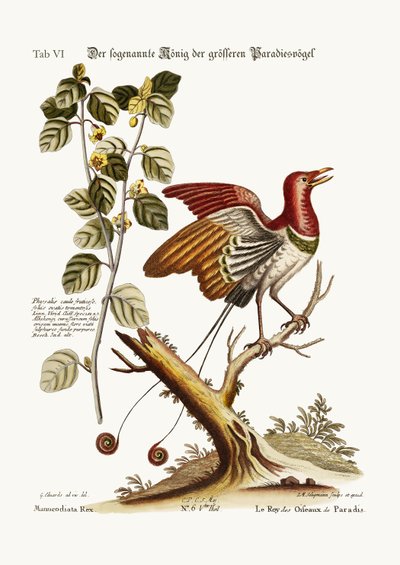 The supposed King of the greater Birds of Paradise by George Edwards